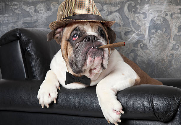 English Bulldog with a cigar stock photo