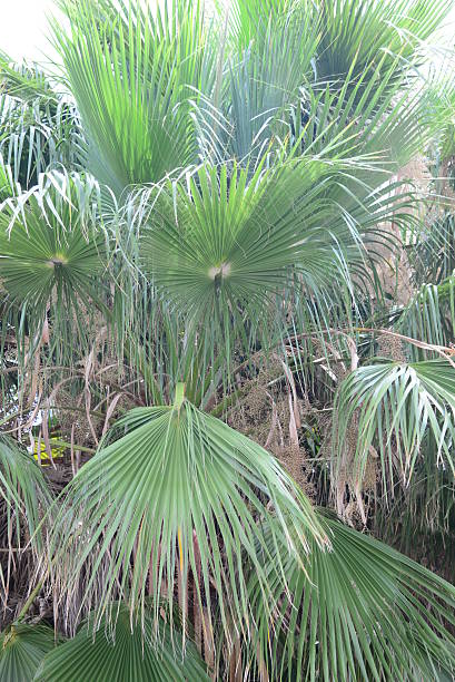 istock In the PalmEngarten - Jungle - Palm Leaves - Spain 513946704