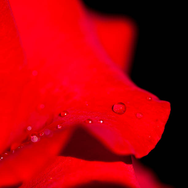 istock Close-up of a water drops on rose petals 513946708
