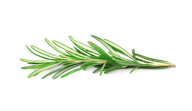 istock The green sprig fresh rosemary isolated 513946816