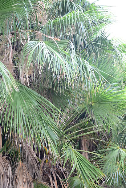 istock In the PalmEngarten - Jungle - Palm Leaves - Spain 513947058
