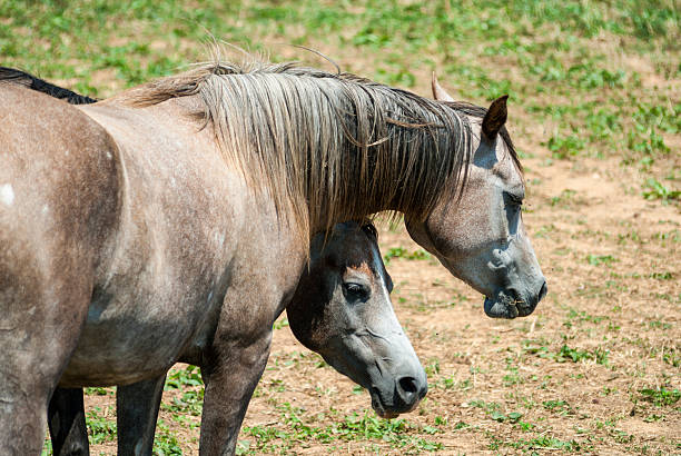 istock Arabian Horses in Catalunya 513947192
