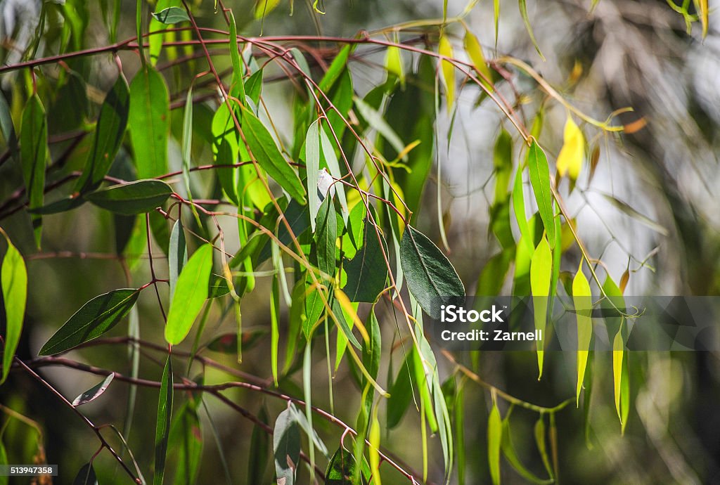 Eukalyptus-Blätter - Lizenzfrei Australien Stock-Foto