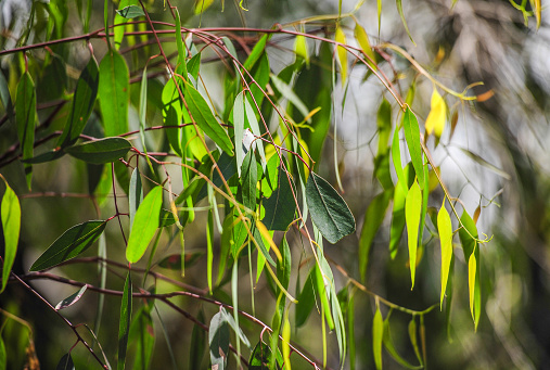 Eucalyptus/gum tree leaves in Australia