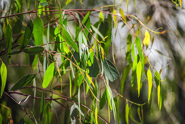 эвкалиптовое листья - australian culture flower indigenous culture plant стоковые фото и изображения