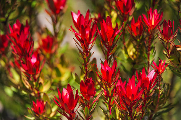 istock Devils Blush Leucadendron Salignum - Australian native flower 513948186