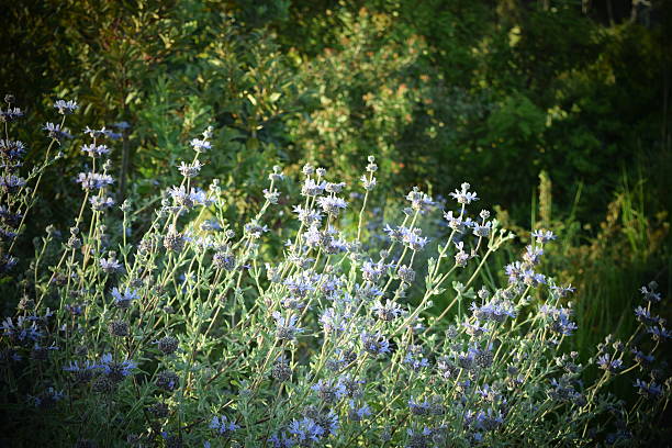 Lavender Bush stock photo