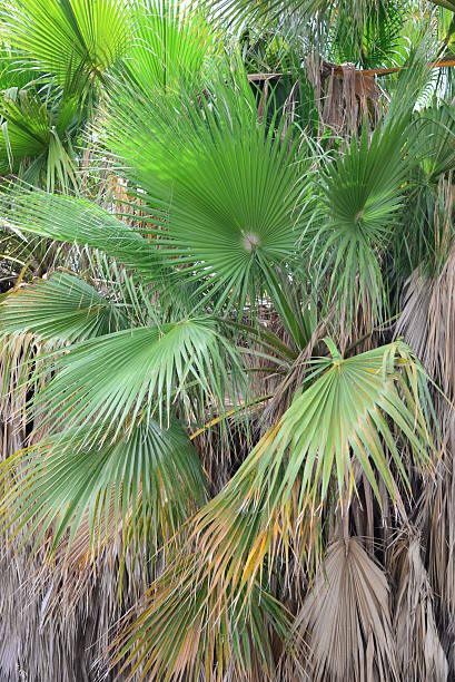 istock In the PalmEngarten - Jungle - Palm Leaves - Spain 513949096