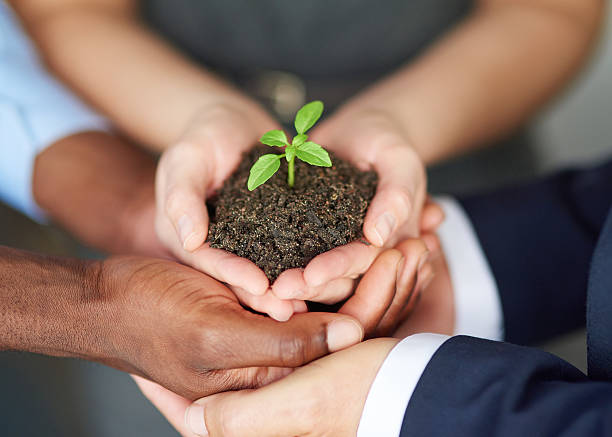 istock Young companies need nurturing 513949228