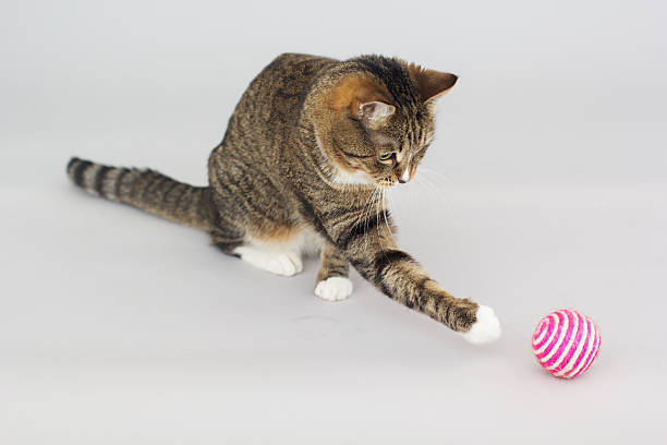 Tabby greeneyed cat playing with toy stock photo