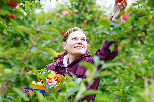 istock Young woman picking red apples in an orchard 513949558