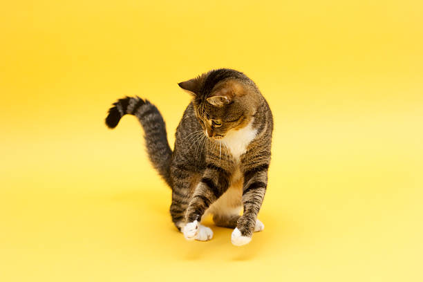 istock Tabby crazy greeneyed cat playing with toy 513949978