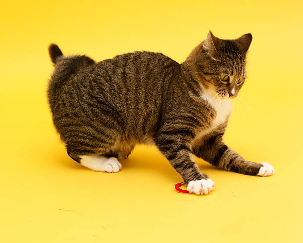 istock Tabby crazy greeneyed cat playing with toy 513950072