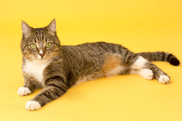 istock Small pretty greeneyed tabby cat isolated on yellow 513950294
