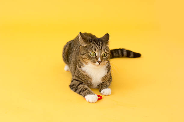 istock Tabby crazy greeneyed cat playing with toy 513950380