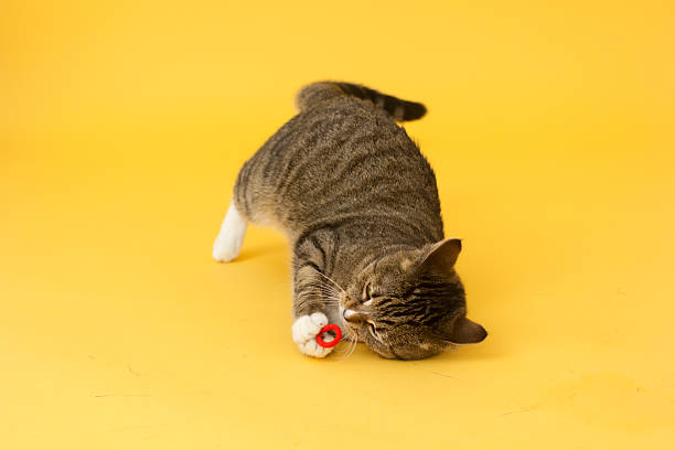 Tabby greeneyed cat playing with toy