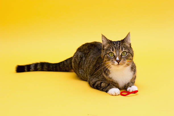 istock Small cute greeneyed tabby cat isolated on yellow 513950738