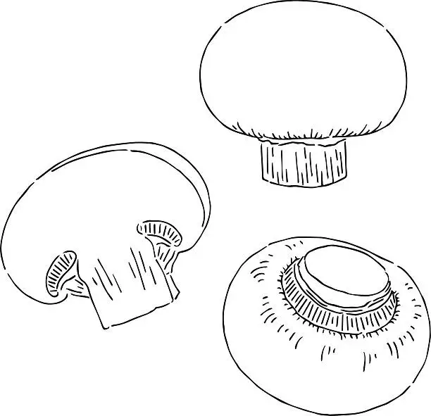 Vector illustration of Mushroom Drawing