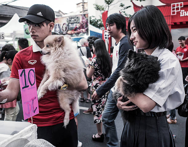 A dog photographed on July 4th along a public right of way.