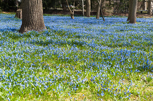 istock Field of Bluebells 513953462