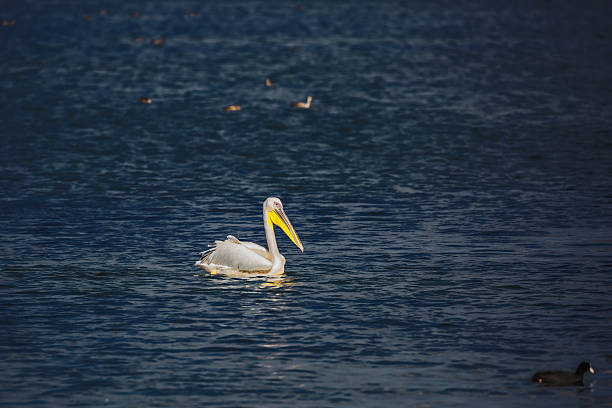 istock The large pelican floats in darkly blue water 513953990