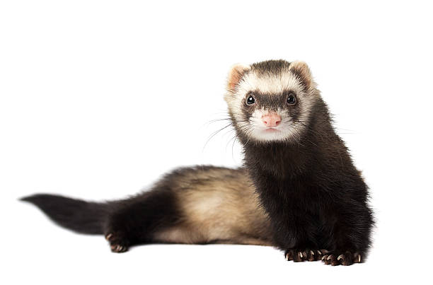 Ferret in full growth lies isolated Ferret in full growth lies isolated on white background stoat mustela erminea stock pictures, royalty-free photos & images