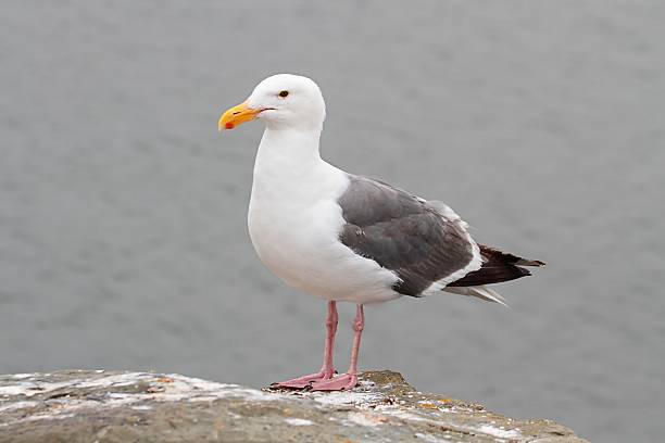 istock Western Gull (Larus occidentalis) By The Ocean 513956203