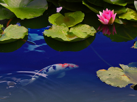 Pink water lily in the lake with goldfish