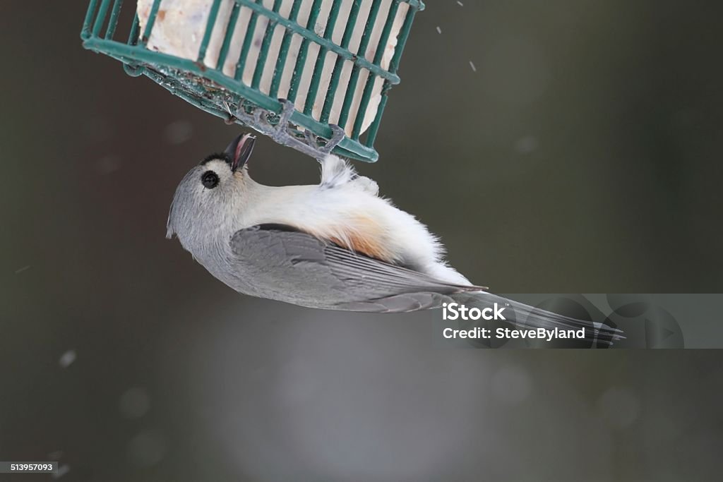 Bird On A Suet Feeder Tufted Titmouse (baeolophus bicolor) on a suet feeder Animal Stock Photo