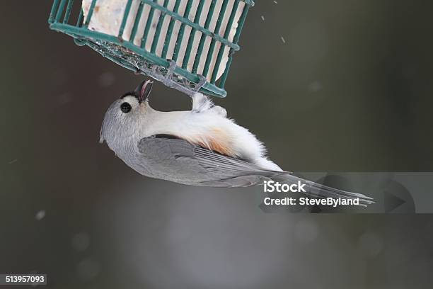 Bird On A Suet Feeder Stock Photo - Download Image Now - Animal, Animal Body Part, Animal Wildlife