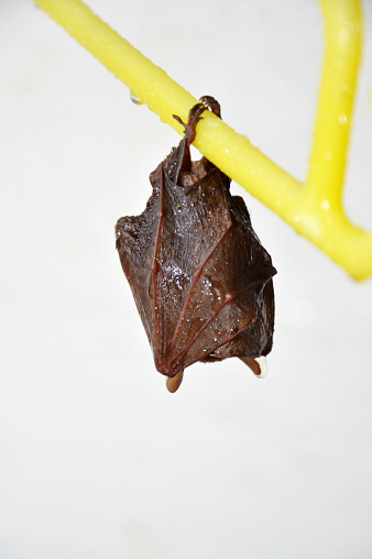 little bat sleep depends on the yellow hanger isolated on white background