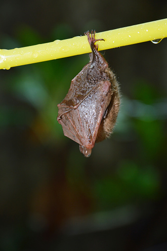 little bat sleep depends on the yellow hanger