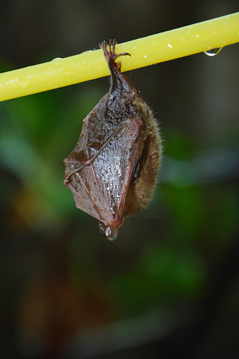 little bat sleep depends on the yellow hanger