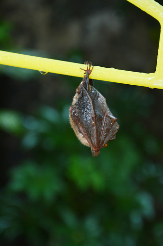 little bat sleep depends on the yellow hanger