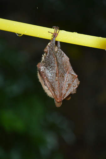 little bat sleep depends on the yellow hanger