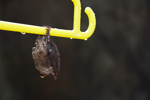 little bat sleep depends on the yellow hanger