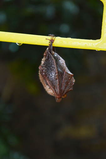 little bat sleep depends on the yellow hanger