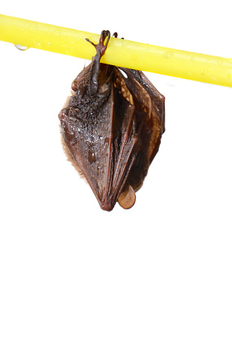 little bat sleep depends on the yellow hanger isolated on white background