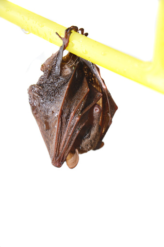 little bat sleep depends on the yellow hanger isolated on white background