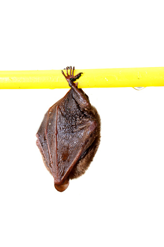 little bat sleep depends on the yellow hanger isolated on white background