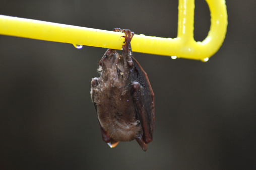 little bat sleep depends on the yellow hanger