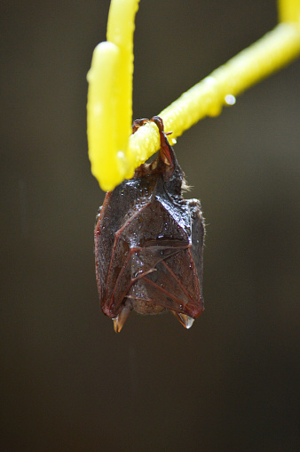 little bat sleep depends on the yellow hanger