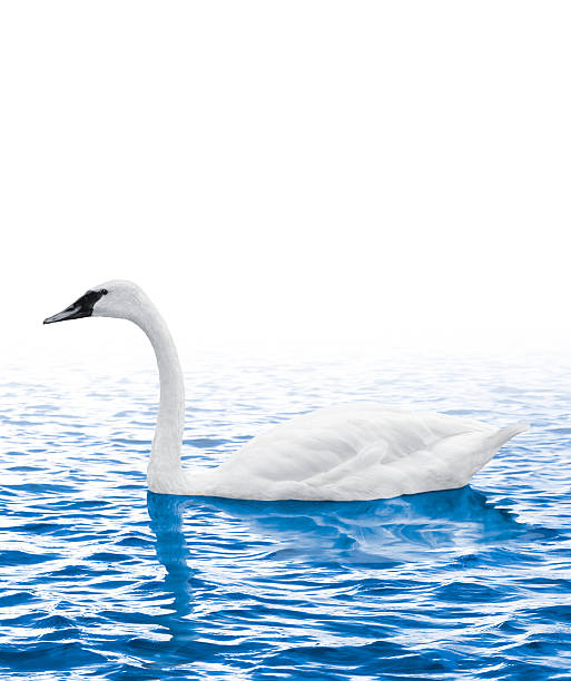 istock Swan swimming in the water on a white background 513958897