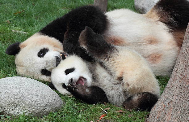 giant panda mutter-kind - tierfamilie stock-fotos und bilder