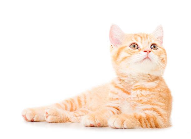 istock little Ginger british shorthair cats over white background 513959413