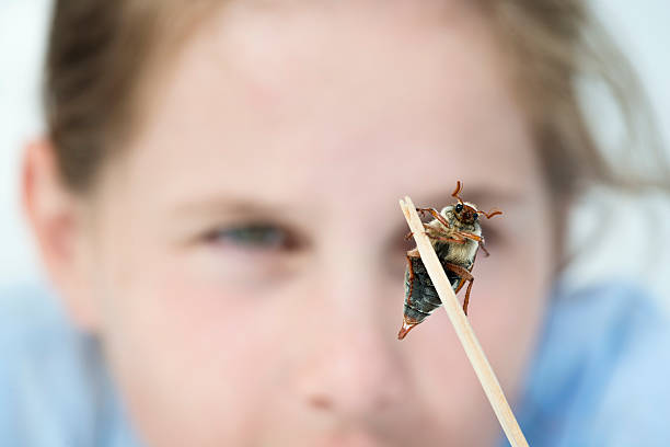 Portrait of a young girl 9 years old looking at a Maybug beetle  through a magnifying glass. The Maybug Beetle is also known as; cockchafer, mitchamador, billy witch or spang beetle. It is a European beetle of the genus Melolontha, in the family Scarabaeidae. Horizontal format white background.