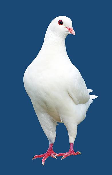 White pigeon isolated on blue background White pigeon isolated on blue background - imperial-pigeon - ducula bristle animal part photos stock pictures, royalty-free photos & images