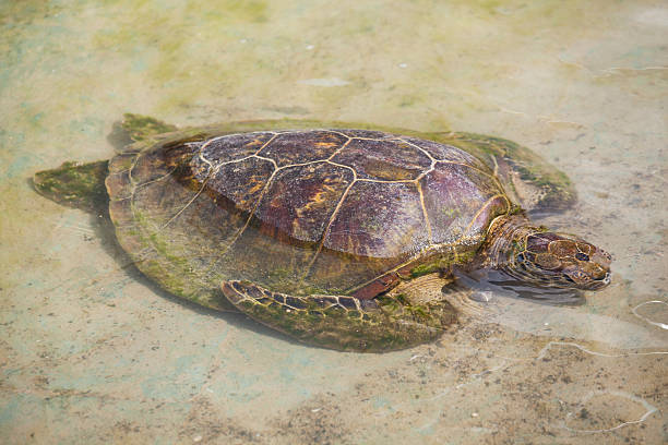 istock Tortoise Swimming in Water 513959673