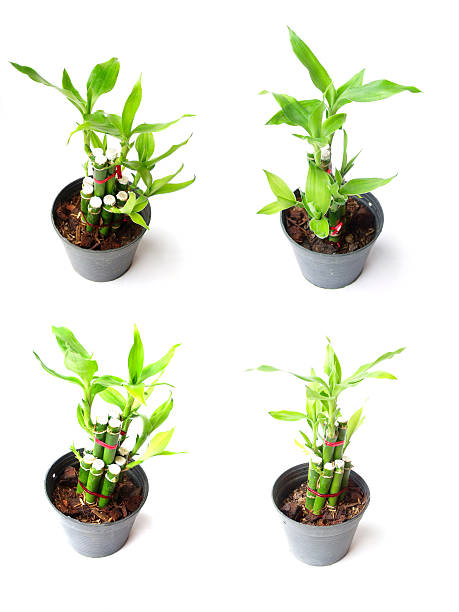 istock ribbon plant in pot on white background 513960439