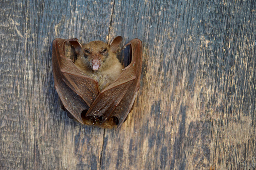 little bat sleep on the old wooden